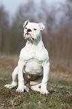 BOULEDOGUE AMERICAIN 007